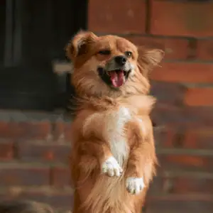 4 Things Our Dogs Would Tell Us - dog standing on hind legs in Old Saybrook, CT