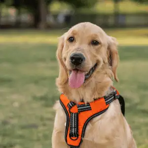 golden retriever wearing a harness in Old Saybrook, CT