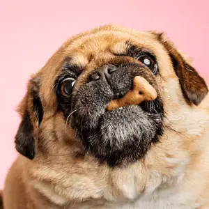 dog eating dry treat in Old Saybrook, CT