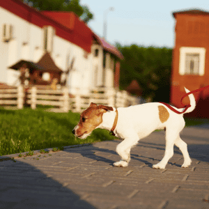 dog on walk in the Connecticut Shoreline