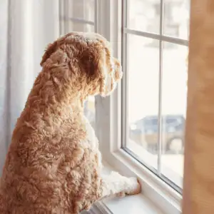 lonely dog looking out window in the CT Shoreline
