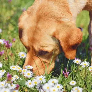 dog sniffing grass in the CT Shoreline