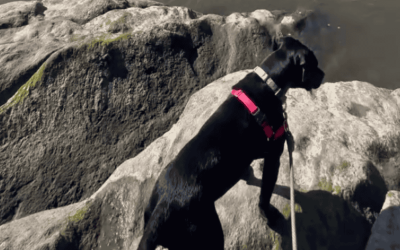 Dog Walker Appreciation Day: Become a Shoreline Happy Paws Dog Walker