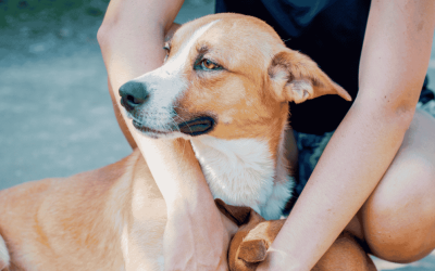 National Dog Week: How Dogs Enhance Our Health and Happiness