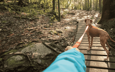 Dog Walking Safety Tips & Tools for Old Saybrook & Beyond