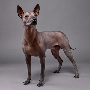 Xoloitzcuintle