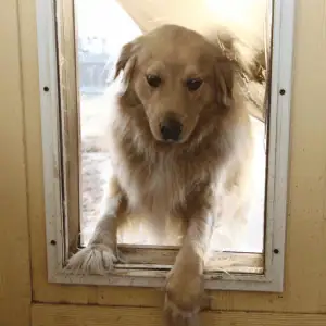 Hidden Dangers of Doggie Doors dog coming inside via doggie door