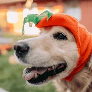 dog in costume on halloween in Old Saybrook, CT