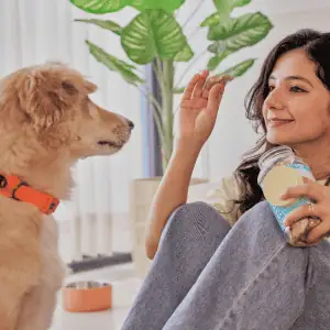 dog at home with owner in Old Saybrook, CT