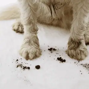 dog with muddy paws in Old Saybrook, CT