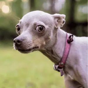 dog walking in Old Saybrook, CT