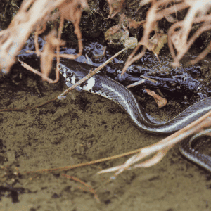 snake in a back yard in Old Saybrook, CT