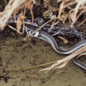 snake in a back yard in Old Saybrook, CT