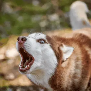 dog lunging on a walk in the CT Shoreline
