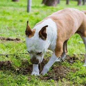 dog digging in Old Saybrook, CT 