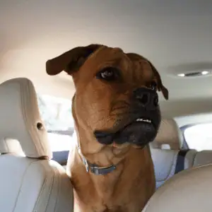 dog in car on a road trip in the CT Shoreline