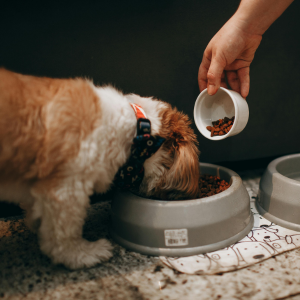 dog eating while owner measures meal in the CT Shoreline