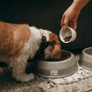 dog eating while owner measures meal in the CT Shoreline