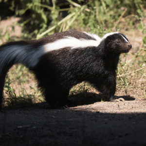 Skunks in the Connecticut Shoreline