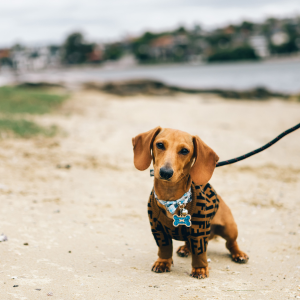 dog on a walk in Old Saybrook, CT