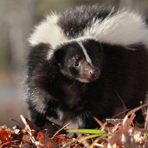 Skunks in the Connecticut Shoreline