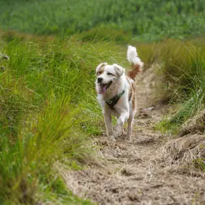 dog playing on hike in the CT Shoreline