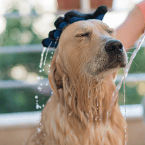 dog getting a bath in Old Saybrook, CT