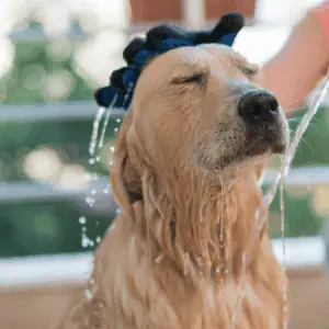 dog getting a bath in Old Saybrook, CT