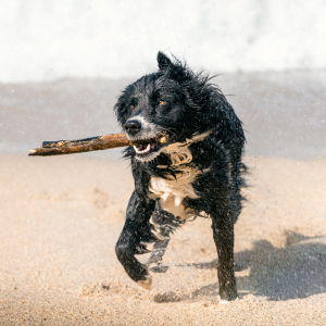 dog playing on beach in the CT Shoreline