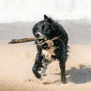 dog playing on beach in the CT Shoreline