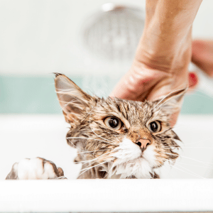 cat getting a bath in Old Saybrook, CT