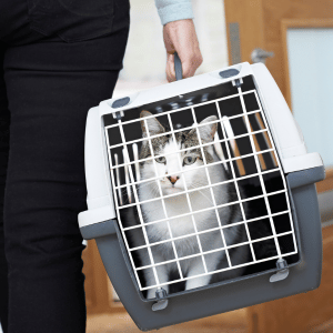 cat in carrier on a road trip in the CT Shoreline