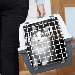 cat in carrier on a road trip in the CT Shoreline