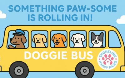 The Doggie Adventure Bus: A Fun, Safe Alternative to Dog Daycare in Old Saybrook