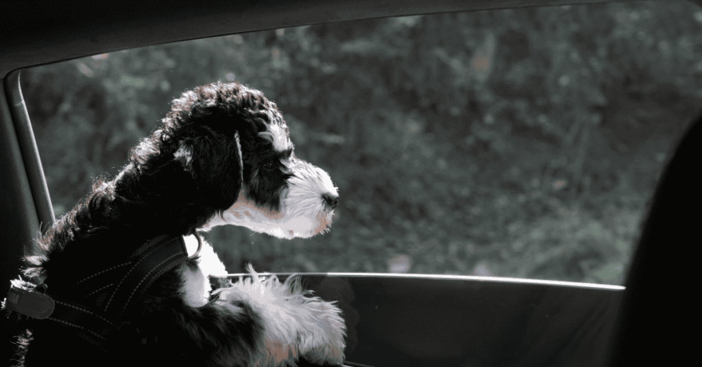 The Ultimate Holiday Pet Travel Checklist for CT Shoreline Road Trips dog looking out a car window