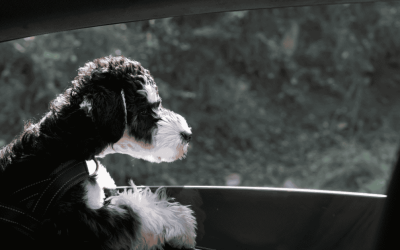 The Ultimate Holiday Pet Travel Checklist for CT Shoreline Road Trips