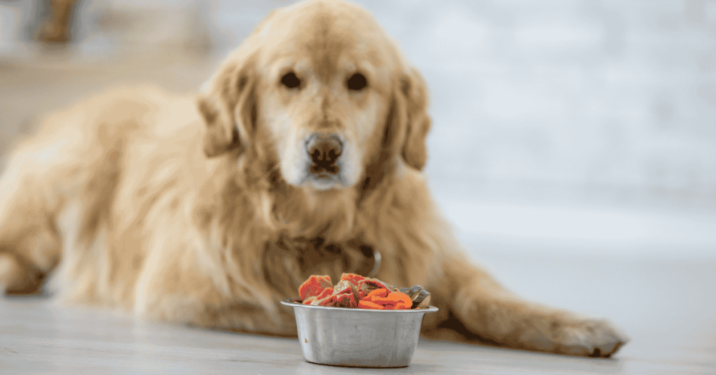 dog eating meal in the CT Shoreline