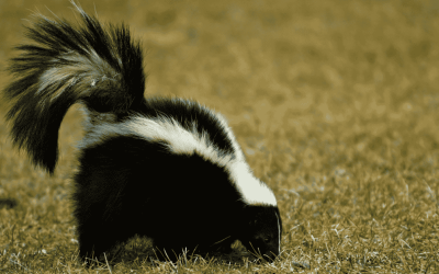 Staying Safe & Away From Skunks in the Connecticut Shoreline