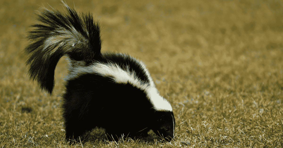 Staying Safe & Away From Skunks In The Connecticut Shoreline