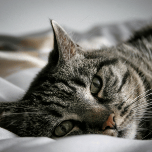 Shoreline Happy Paws cat with Shoreline Happy Paws in Old Saybrook home