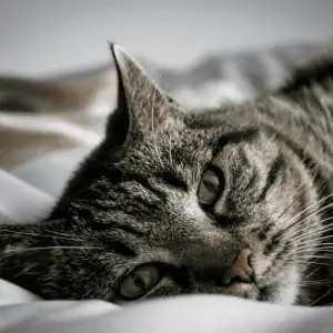 Shoreline Happy Paws cat with Shoreline Happy Paws in Old Saybrook home