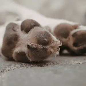 dog paws Old Saybrook, CT