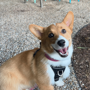 corgi Old Saybrook, CT