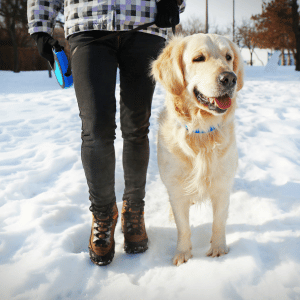 Shoreline Happy Paws dog on leash with Shoreline Happy Paws dog walker in Old Saybrook home