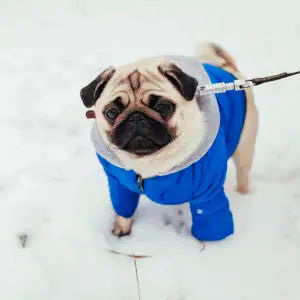 dog in coat in Old Saybrook, CT