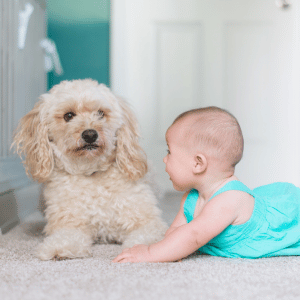 baby and dog old saybrook, CT