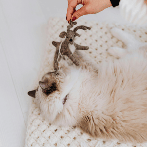 cat playing with Shoreline Happy Paws cat sitter 