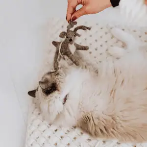 cat playing with Shoreline Happy Paws cat sitter 