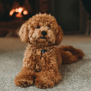 Shoreline Happy Paws dog with Shoreline Happy Paws dog walker in Old Saybrook home