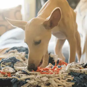 dog with snuffle mat in Old Saybrook, CT